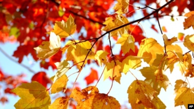 บรรยากาศเที่ยวชมความงามสีสันธรรมชาติของไม้ผลัดใบในฤดูใบไม้ร่วง(Fall Season)ที่สหรัฐฝั่งตะวันออก