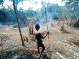 A Pygmy surveys the destruction wrought on a forest by a logging company