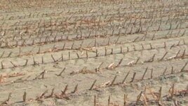 Drought-damaged cornfield in the United States