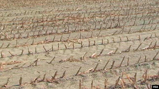 Drought-damaged cornfield in the United States