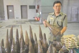 Lam Tak-fai, acting head of Ports and Maritime Command in Hong Kong holds a rhino horn smuggled into the country on a ship from Cape Town, South Africa, in November 2011