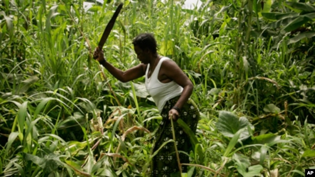 A Angolan woman cuts maize at Lombolombo neighborhood in Cabinda January 24, 2010. REUTERS/Rafael Marchante