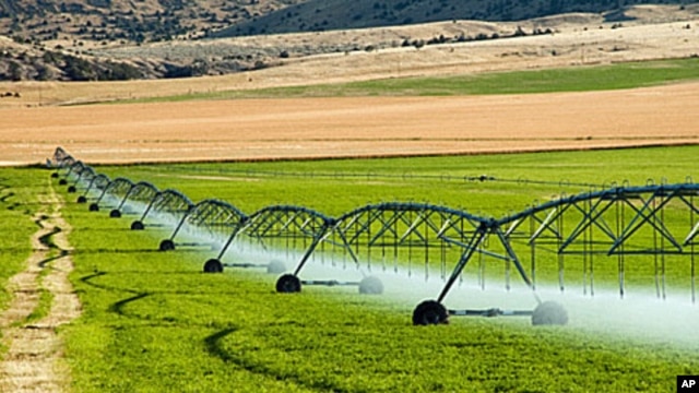 The US Supreme Court will hear arguments involving a genetically modified variety of alfalfa designed to grow even when farmers spray it with a chemical that kills weeds.