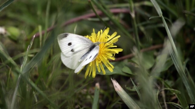A winged insect visits a dandelion 