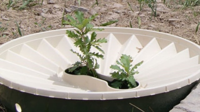 A tree growing in a  Waterboxx