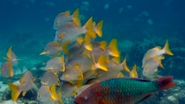 Many fish and other marine life are moving toward cooler waters because of climate change.