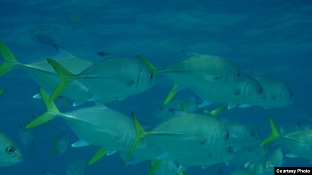 Changes in ocean and climate systems due to global warming could lead to smaller fish. (Credit: Halseike Creative Commons)