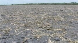 The severe drought in the United States is adding to concerns about world food supplies and prices