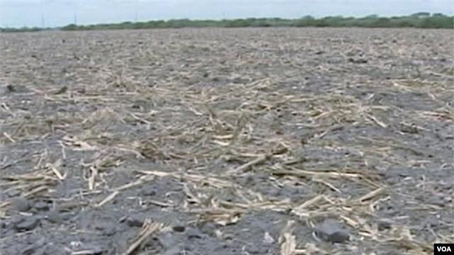 The severe drought in the United States is adding to concerns about world food supplies and prices