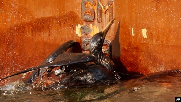 Vụ tràn dầu của công ty BP cách đây 6 năm ảnh hưởng nghiêm trọng đến môi trường.