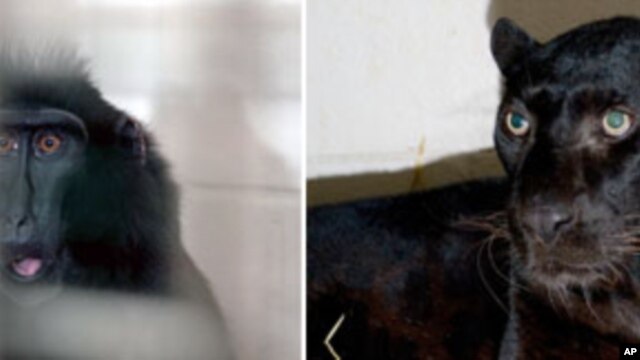 Handout photos from the Columbus Zoo and Aquarium of one of two macaques and a black leopard captured by authorities Wednesday, a day after their owned released dozens of wild animals and then killed himself near Zanesville, Ohio, 20 October 2011