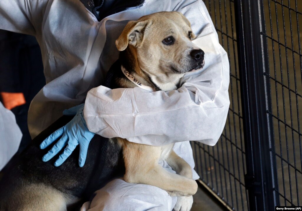 Nearly 700 Sick Animals Rescued From Shelter