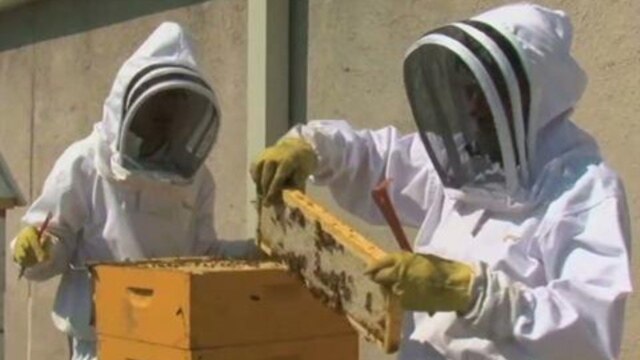 Tending to the beehives on the roof of the Fairmont Hotel in ...