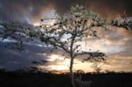 Trees like the Acacia Drepanolobium, common in Kenyan highlands savanna, help absorb carbon from the atmosphere that causes global warming.
