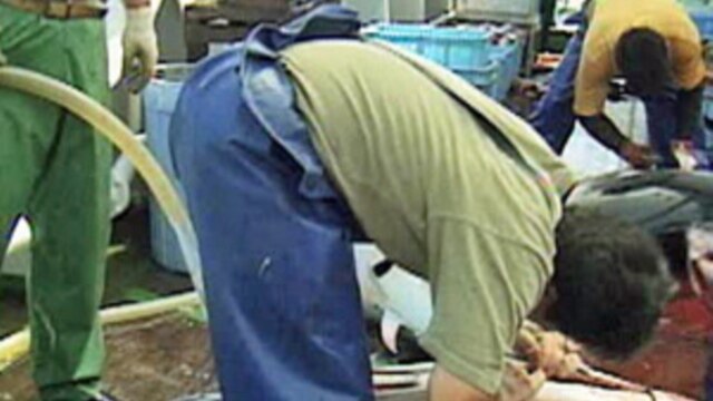 Bluefin tuna being cut up on a Japanese fishing vessel