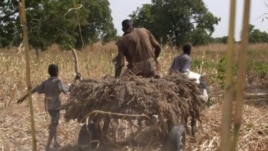 A Nigerien farmer takes home his harvest of sorghum. 