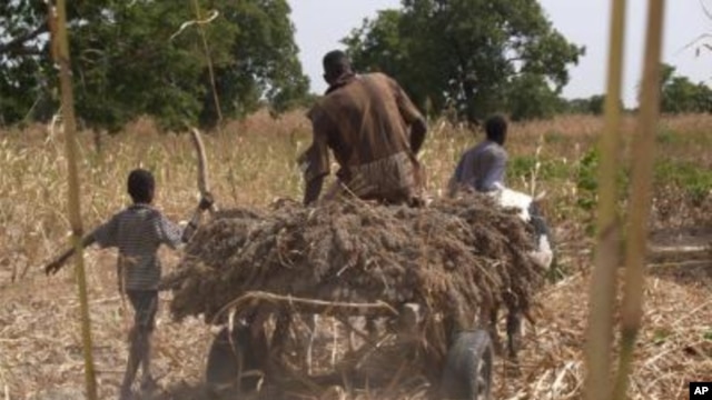 A Nigerien farmer takes home his harvest of sorghum. 