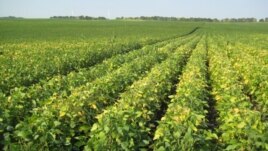 Monsanto's high-omega-3 soybeans