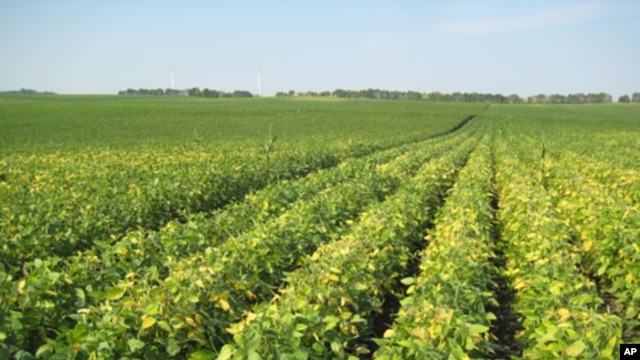 Monsanto's high-omega-3 soybeans
