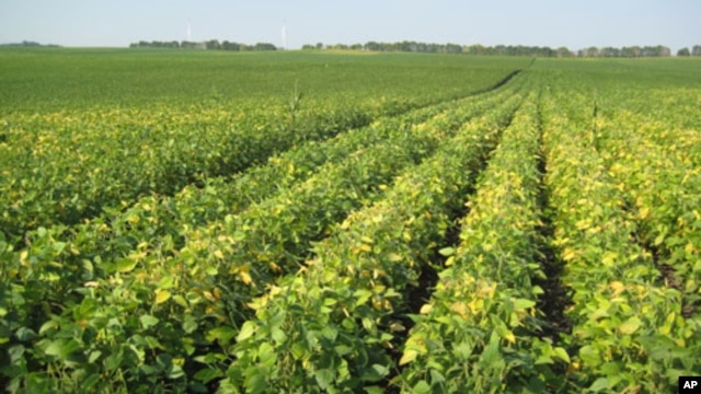 Monsanto's high-omega-3 soybeans