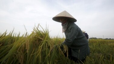 Việt Nam là một trong những nước xuất khẩu gạo lớn nhất thế giới. (Ảnh tư liệu)