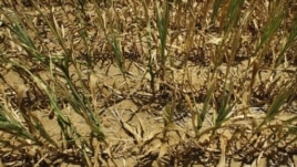 Corn stalks struggling from lack of rain and a heat in Farmingdale, Illinois