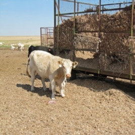 The drought has raised the price of every type of cattle feed, including "gin trash," unwanted parts of the cotton plant produced as a by-product of the region's many cotton gins.