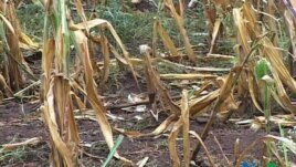 WFP Says Climate Change Increasing World Hunger 