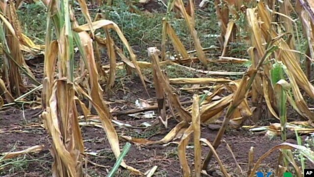 WFP Says Climate Change Increasing World Hunger 
