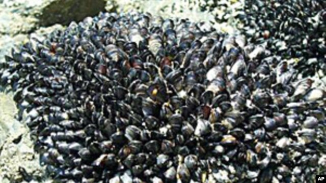 Mussels, like these on Onetangi Beach in New Zealand, have inspired an international team of scientists to design an artificial, self-healing gel that lends itself to underwater applications.