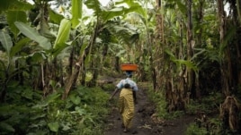 A Congolese woman carries her baby and personal belongings through a banana plantation near the town of Rangira, affected by recent fighting between government forces and rebels around North Kivu in eastern Democratic Republic of Congo
