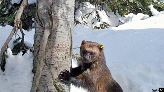 This remote camera photo of a wolverine was taken in the Okanogan National Forest  in Winthrop, Washington.
