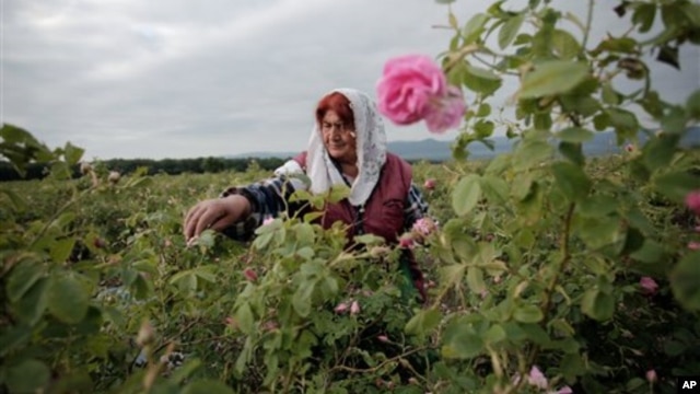 A field of roses in Bulgaria, traditionally one of the biggest exporters of high-grade rose oil, along with Morocco and Turkey
