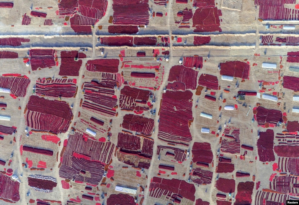 Çin - Sincan vilayətində qırmızı bibər tarlaları  