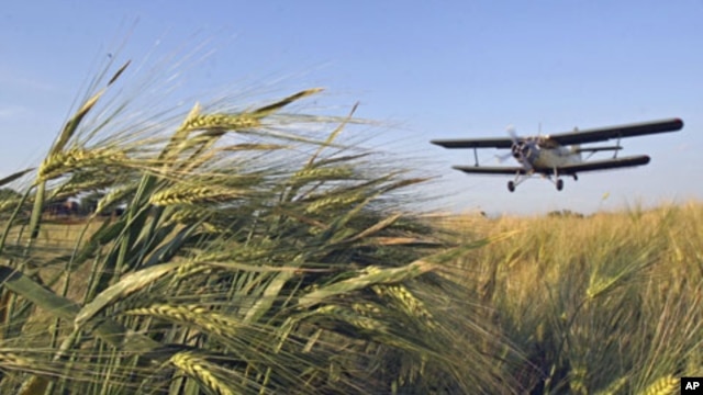 An airplane treats winter wheat crops with chemicals to kill destructive insects in the town of Mozdok in North Ossetia, Russia, June 8, 2011