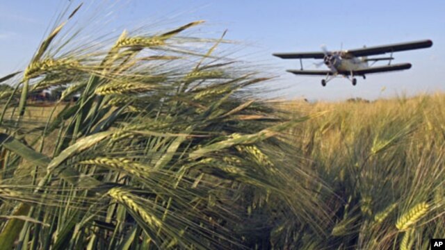Mapping wheat's genetic blueprint could help researchers and breeders improve the crop.
