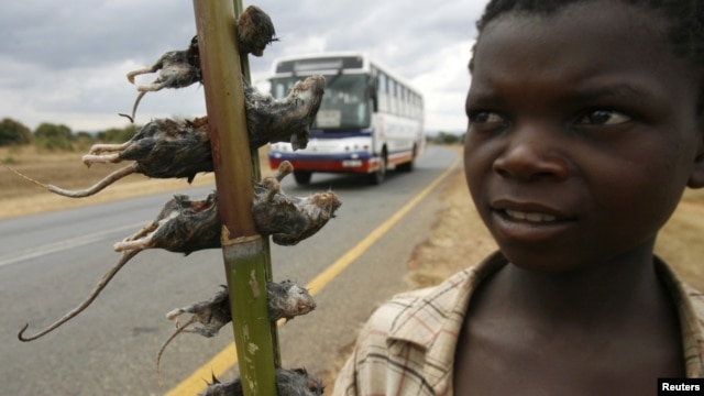 A boy displays boiled rats for sale on the main highway in Malawi's capital Lilongwe June 20, 2009.
