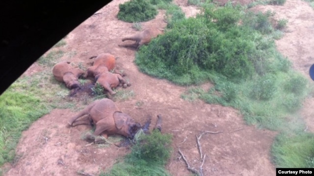 Some of the elephants killed  by poachers in Tsavo East National Park in Kenya, January 5, 2013. (Credit: Peter Leitoro of Kenya Wildlife Service)