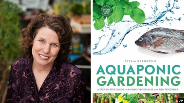 Hydroponic gardener and author Sylvia Bernstein discovered she could use the waste water from fish to grow organic vegetables and fruits.