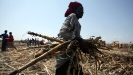 A laborer gathers sugarcane at a commercial farmland in Numan community, Adamawa state, northeast of Nigeria, Nov. 2009.
