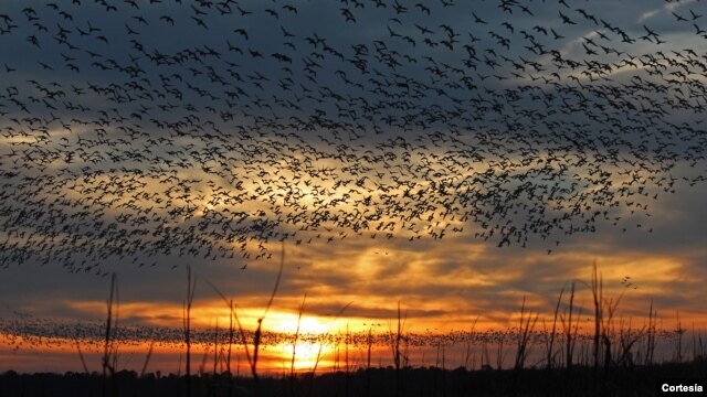 Una multitud de cisnes emprende su vuelo durante la puesta del sol en el Parque Nacional de Vida Salvaje Pocosin, en Carolina del Norte. [Foto: Departamento del Interior de EE.UU.]