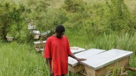 Latib Kalema stands beside the bee hives that have been preventing elephants from crossing to raid his crops, September 28, 2012. (H. Heuler/VOA)