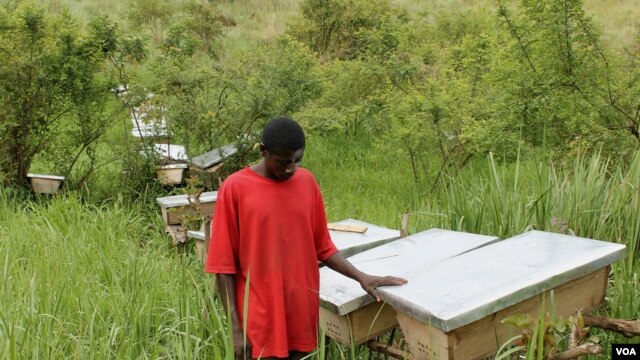 Latib Kalema stands beside the bee hives that have been preventing elephants from crossing to raid his crops, September 28, 2012. (H. Heuler/VOA)