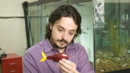 Mechanical engineer Maurizio Porfir holds one of his "robofish" creations in his New York lab. (Polytechnic Institute of New York University)