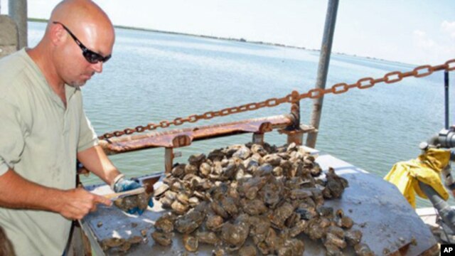 Oyster fisherman Tracy Collins shucks an oyster on Caminada Bay in Louisiana.