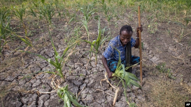 FILE - A farmer shows his failed crops and farmland in the Megenta area of Afar, Ethiopia, Jan.26, 2016.