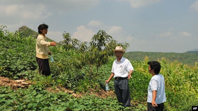 North Korean farmers are planting fruit and nut trees on hillsides to produce food and prevent erosion.
