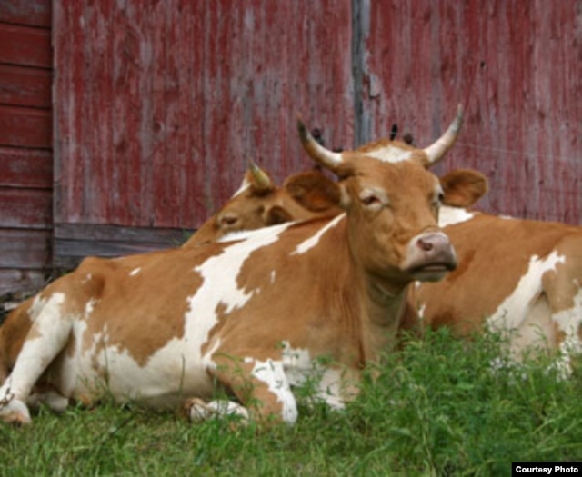 Lou and Bill, GMC's resident oxen team, made their debut on the farm in 2002. (Courtesy Green Mountain College)