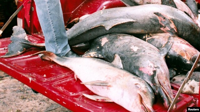 Los ataques han dividido a la comunidad sobre si matar los tiburones es la mejor estrategia.