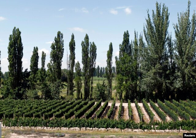 A vineyard is seen along a road in Mendoza Feb. 1, 2013. Argentina is the world's 6th largest wine-producing country, according to the U.N.